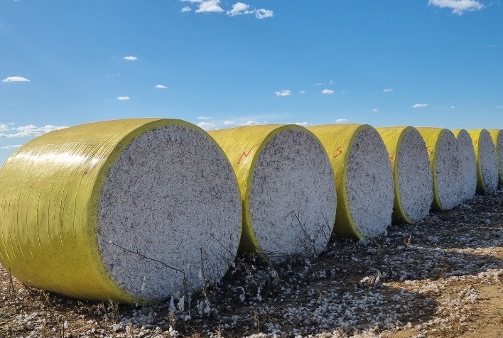 Preços do algodão recuam no Brasil e no exterior em agosto, aponta relatório Agro Mensal do Itaú BBA