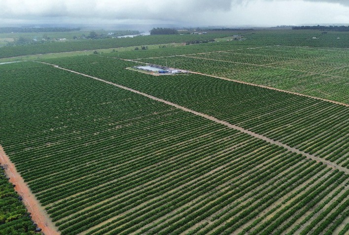 Irrigação por gotejamento impulsiona agricultura regenerativa e recuperação de solos no Brasil