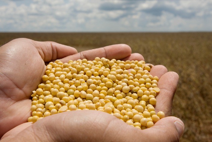Soja oscila no Brasil e em Chicago à espera de relatório do USDA