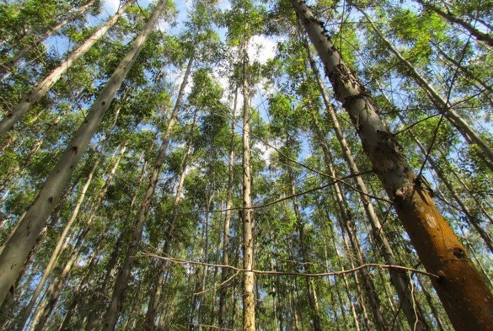 Minas Gerais dá início a mapeamento florestal inédito no Brasil