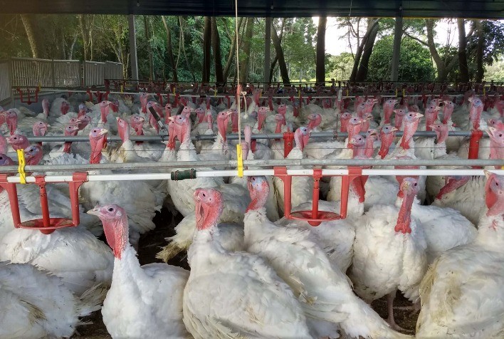 Paraná lidera crescimento nas exportações de carne de peru em 2025 e se destaca no agronegócio