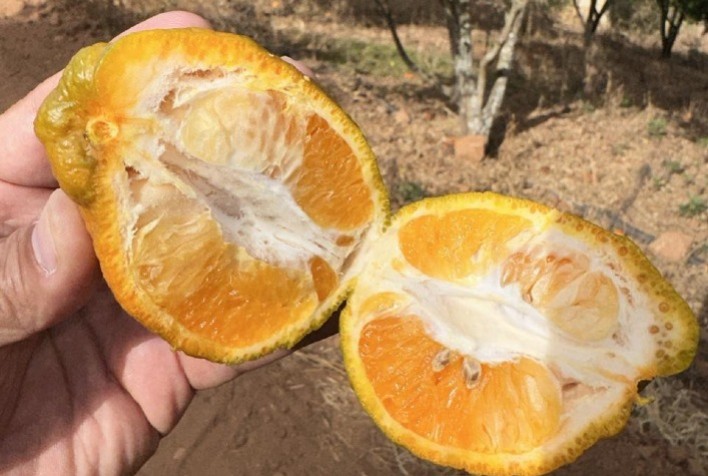 Agrodefesa realiza ciclo de palestras sobre sanidade dos citros em Goiás