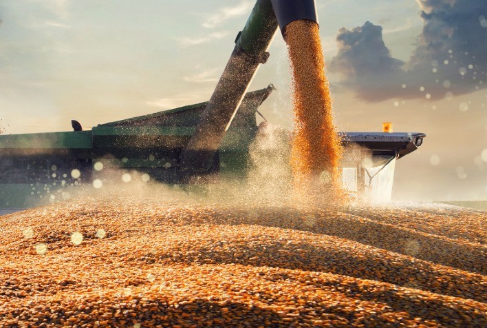 Safra de milho avança no Brasil, mas mercado enfrenta travamento e preços pressionados