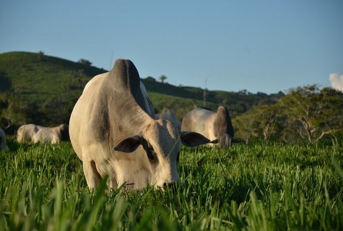 Uso de óxidos de cálcio e magnésio pode aumentar produtividade de pastagens em mais de 20%