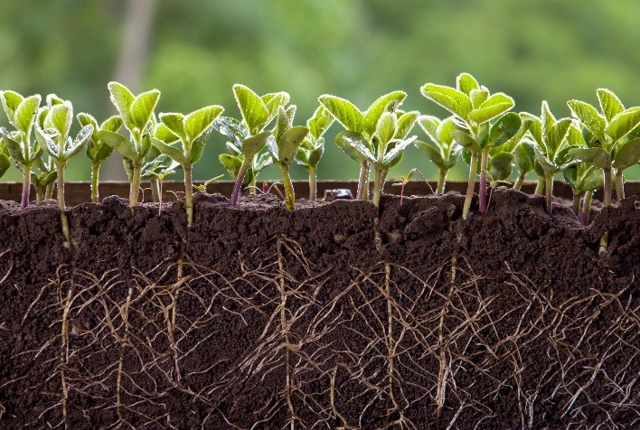 Enraizamento precoce é estratégia essencial para lavouras mais resilientes