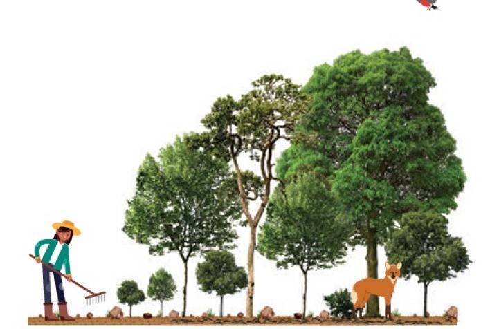 Bracell lança cartilha gratuita para restaurar áreas degradadas do Cerrado em SP e MS