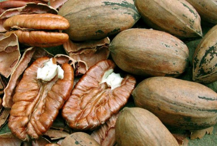 Seminário em Porto Alegre destaca potencial nutricional e comercial da noz-pecã