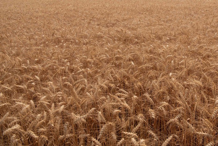 Trigo transgênico que fixa nitrogênio pode revolucionar agricultura e gerar economia bilionária