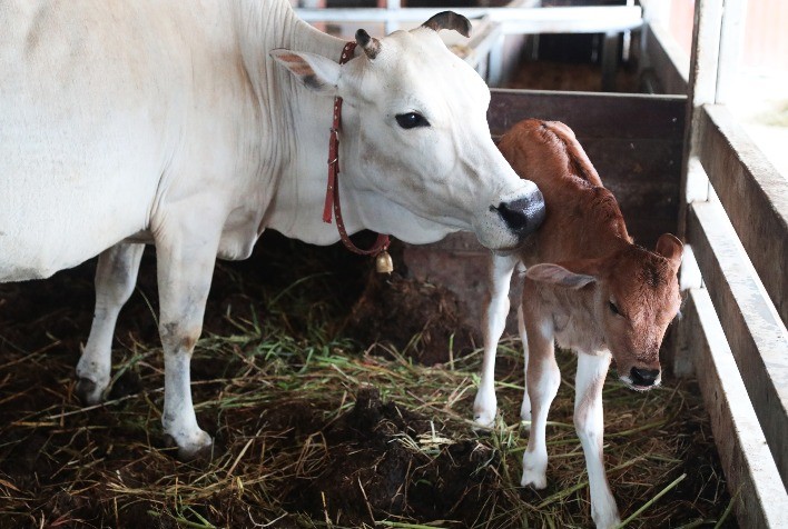 eCG Recombinante Revoluciona a IATF e Otimiza a Pecuária Brasileira