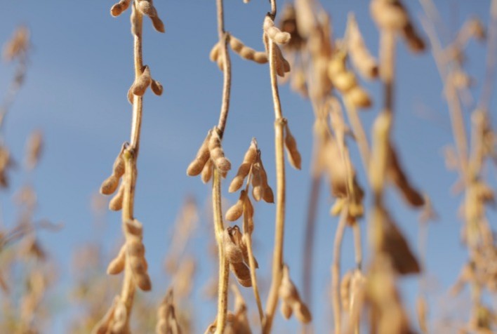 Pré-plantio da Soja: Estratégias de Limpeza, Tratamento de Sementes e Manejo de Pragas Definem o Sucesso da Safra