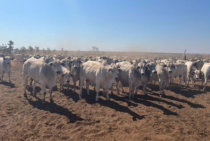Pecuarista amplia cinco vezes a capacidade de abate ao intensificar recria e terceirizar engorda em Goiás