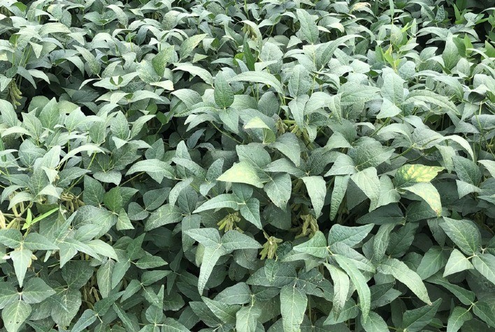 Fungicidas da Sipcam Nichino se destacam em ensaios 2024-25 e apresentam alta eficiência contra doenças da soja