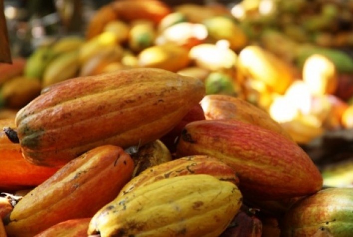 Alta histórica do cacau pressiona indústria de chocolate e impulsiona soluções tecnológicas