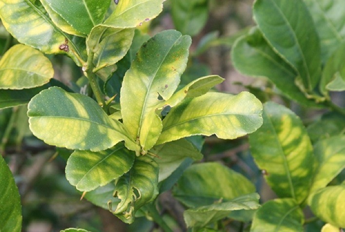 Avanço do greening impulsiona investimentos em tecnologia agrícola no Brasil