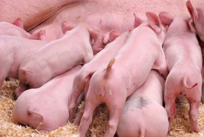 Estratégias de manejo e nutrição impulsionam produtividade e longevidade de fêmeas suínas