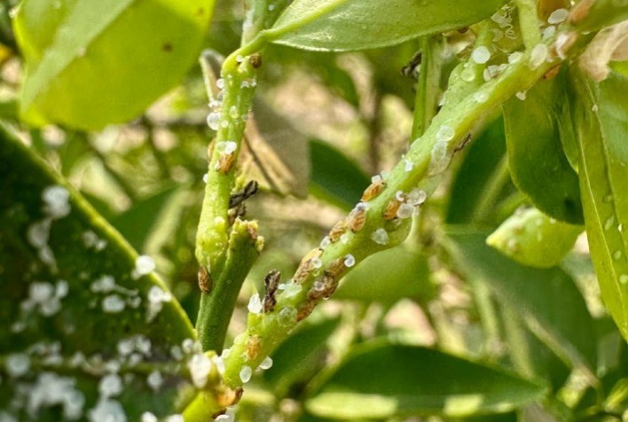 Controle do psilídeo-dos-citros é crucial para conter avanço do greening em SP e MG