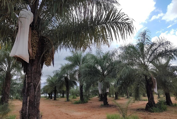 IAC avança em clonagem de macaúba para produção em larga escala de mudas superiores