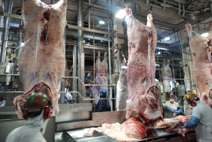 Abates de bovinos no Brasil devem atingir recorde em 2025 antes de retração em 2026, aponta Datagro
