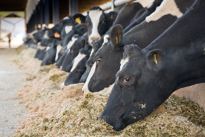 Phibro destaca saúde ruminal no 14º Simpósio da Asbram em Campinas