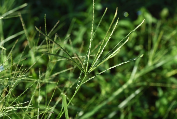 Capim pé-de-galinha ameaça soja e pode reduzir produtividade em até 80%