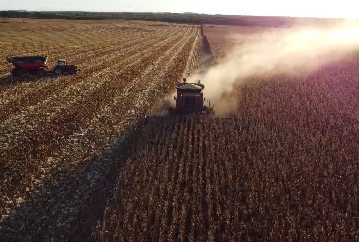 Tocantins alcança recorde na colheita de milho safrinha e mantém qualidade na soja para sementes