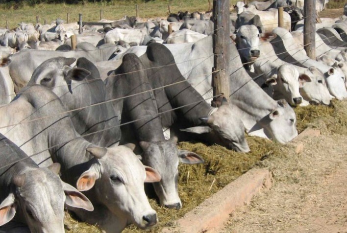 Mercado do boi: baixa demanda pressiona cotações da arroba, aponta Cepea