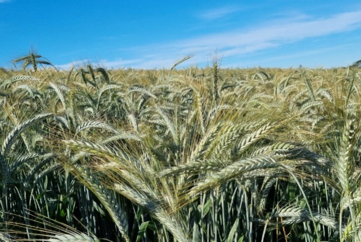 RS encerra semeadura de triticale em julho; chuvas impactam lavouras de maio e junho