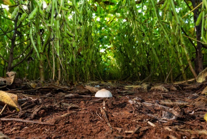 Agricultura regenerativa já é realidade e transforma lavouras no Mato Grosso