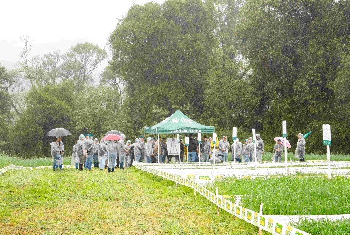 Dia de Campo em Pinhalzinho destaca a importância das forragens de inverno para a pecuária