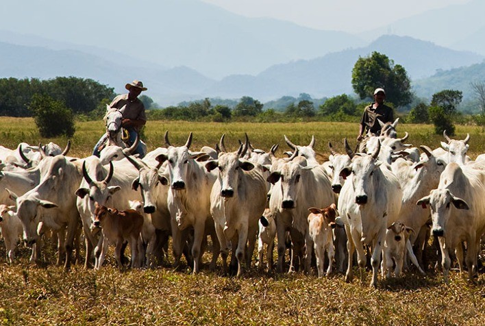 Produção da pecuária e aquicultura bate recordes em 2024 e chega a R$ 132,8 bilhões