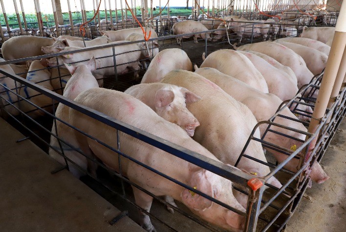 Paraná projeta novo recorde na produção de carne suína no segundo semestre de 2025