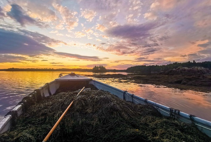 Bioestimulantes de alga marinha impulsionam produtividade sustentável da soja no Brasil