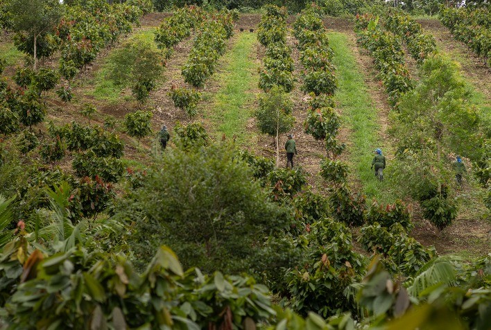 Belterra Agroflorestas aposta em restauração produtiva para unir renda e sustentabilidade no campo