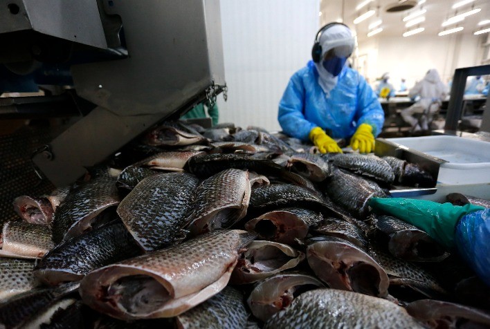 Produção de Peixes no Paraná Cresce 10,4% em 2024