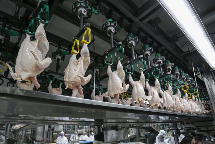 Abate de frangos cresce 1,9% no 1º semestre de 2025 com Paraná liderando produção