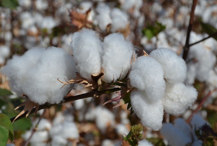 Concentração da produção agrícola: três microrregiões respondem por metade do algodão no Brasil