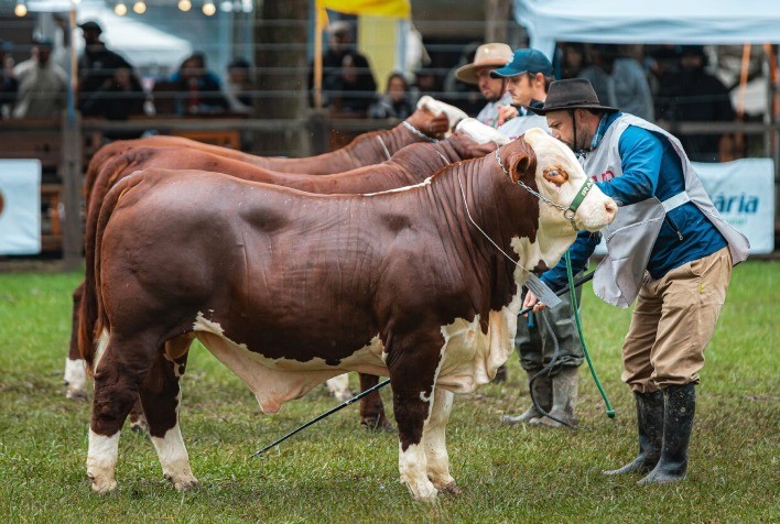 Exposições de Primavera 2025/2026 da ABHB movimentam setor pecuário no Sul do Brasil