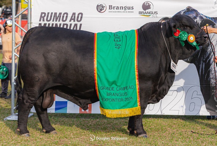ExpoPelotas Brangus 2025 abre inscrições para criadores no Rio Grande do Sul