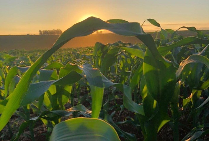 Sipcam Nichino apresenta pré-lançamento de herbicida para controle de invasoras difíceis no milho