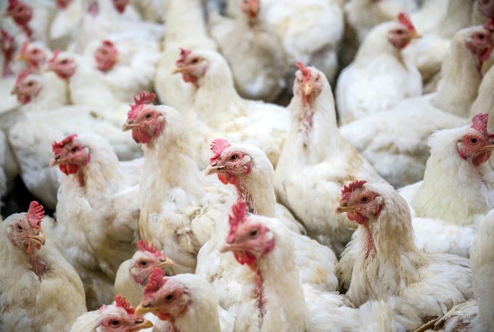 Nutrição equilibrada fortalece imunidade animal e será tema de simpósio em Foz do Iguaçu