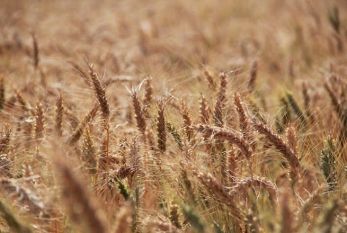 Preços do trigo recuam no Sul do Brasil com pressão dos moinhos e chegada do produto argentino