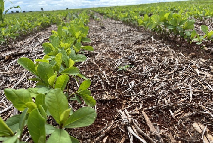Solo saudável é essencial para colheitas mais produtivas e sustentáveis