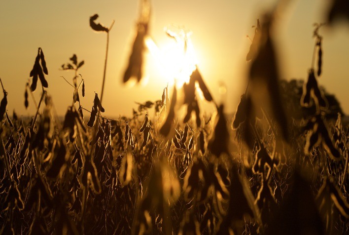 Coinoculação da Soja Surge como Estratégia Sustentável para Aumentar Produtividade na Safra 2025/2026