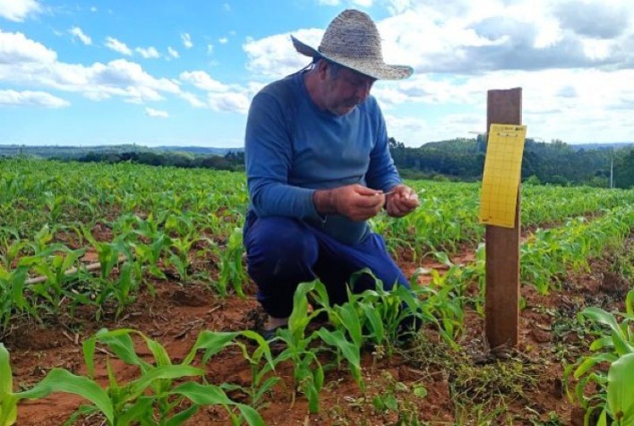Emater/RS e RTC intensificam monitoramento da cigarrinha-do-milho no Rio Grande do Sul