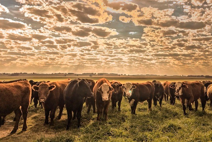 Oferta de animais de parceria pressiona preços do boi gordo no Brasil