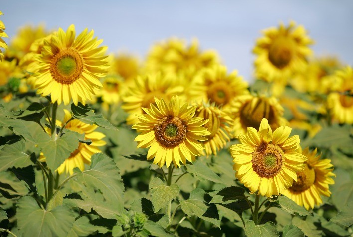 Milho e girassol avançam no plantio na Argentina; trigo mantém boas condições de cultivo