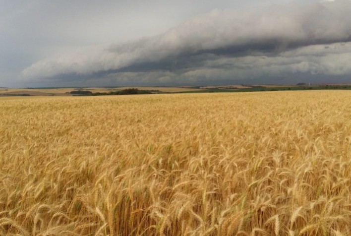 Chuvas favorecem trigo no Sul e impulsionam início da safra de verão, aponta Conab