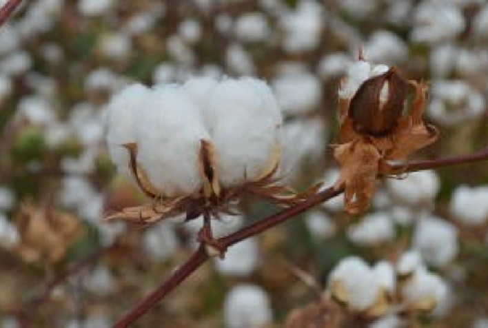 Projeto de algodão orgânico com irrigação avança no Semiárido paraibano