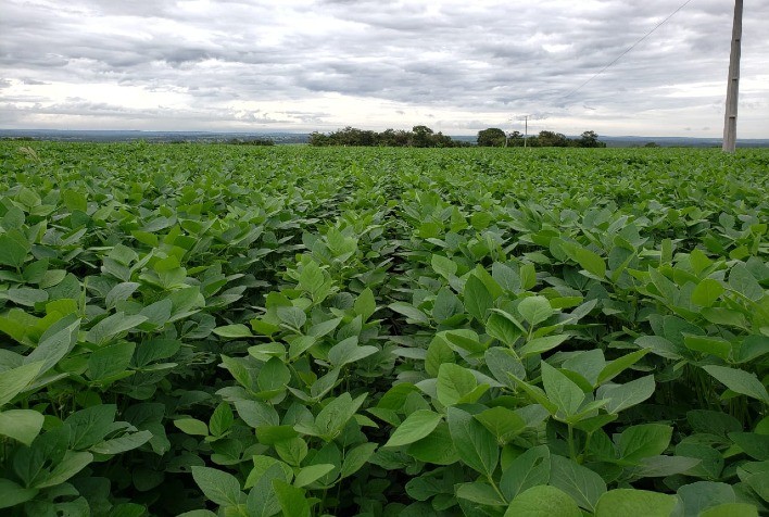 Safra 2025/26 de soja no Tocantins começa com expansão, mas produtores devem redobrar cuidados