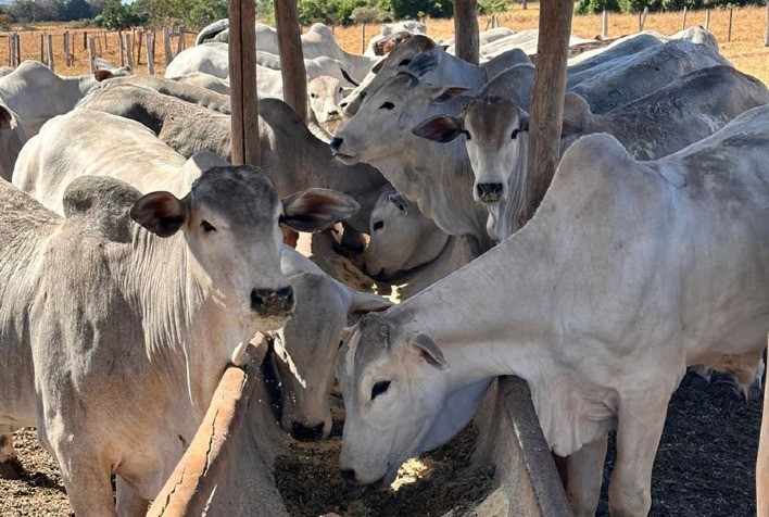 Dieta de alta energia eleva produção de embriões bovinos em mais de 20%